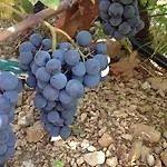 Tamaris بيت ضيافة 3*